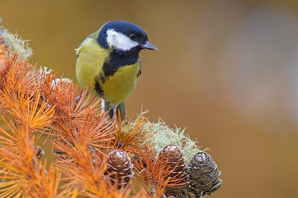 Great tit on larch. Nov '18.