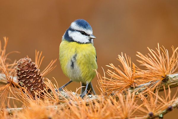 Blue tit on larch. Nov '18.