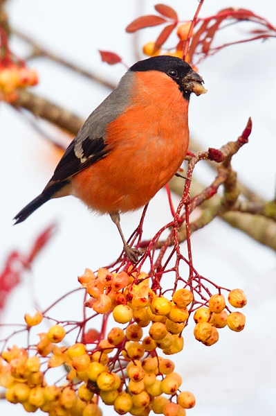 Bullfinch on rowan 5. Nov '18.