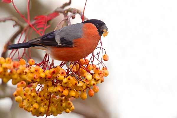 Bullfinch on rowan 3. Nov '18.