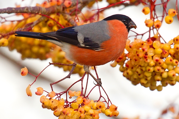 Bullfinch m on rowan 2. Nov '18.