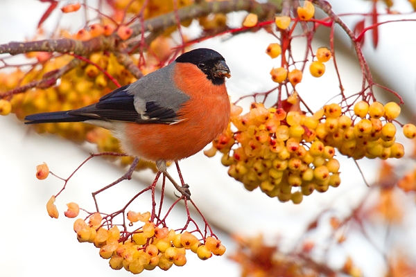 Bullfinch m on rowan 1.Nov '18.