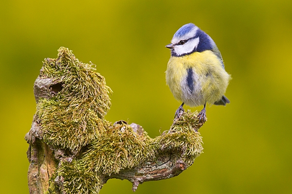 Blue tit on mossy stump. Apr. '20
