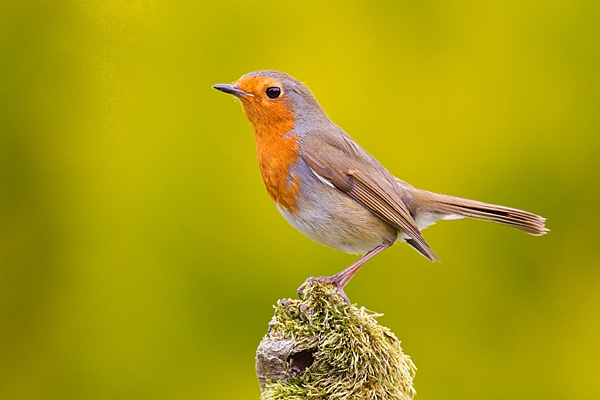 Robin on mossy stump. Apr. '20.