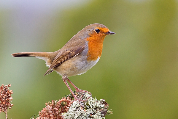 Robin on lichen and heather. Apr. '20.