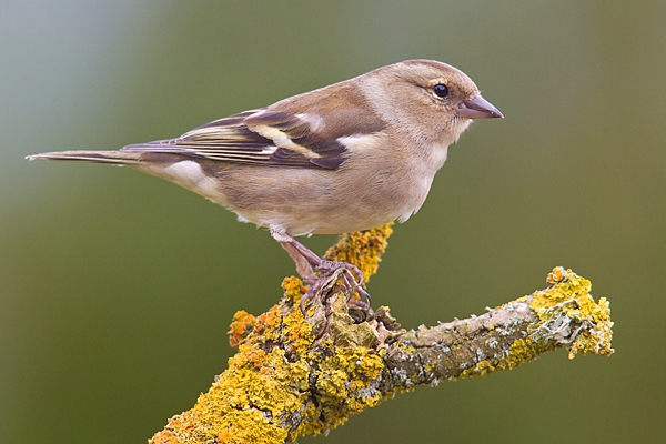 Female Chaffinch on forked lichen twig. Apr. '20.