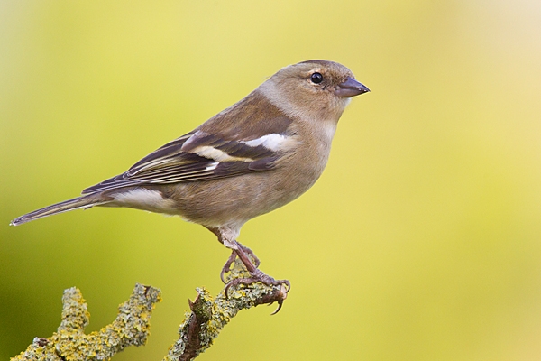 Female Chaffinch on lichen twig. Apr. '20.