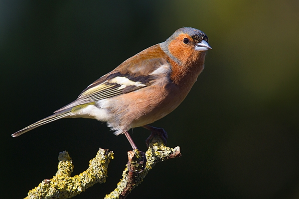 Male Chaffinch on lichen twig. Apr. '20.