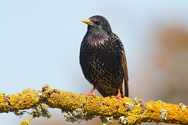 Starling on yellow lichen branch 2. Apr. '20.