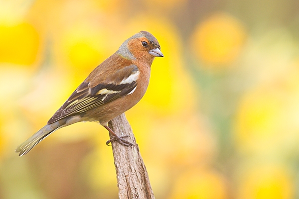 Male Chaffinch amid daffs 2. Apr. '20.