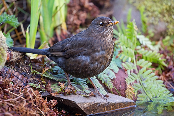 Young Blackbird at pond. Apr. '20.