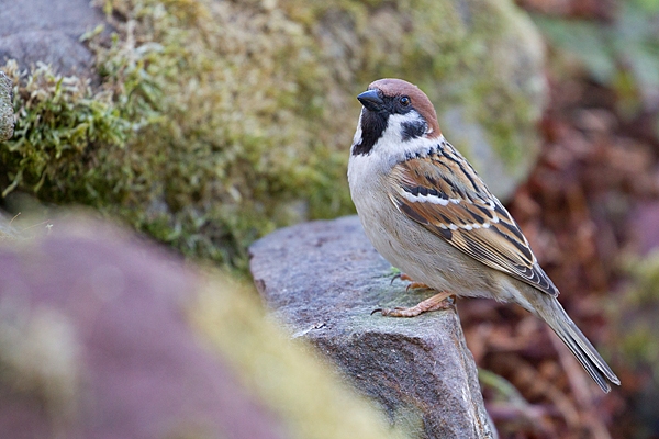 Tree Sparrow on rocks. Apr. '20.