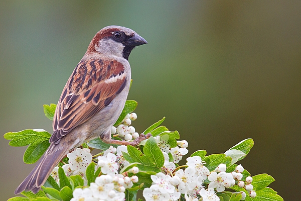 Male House Sparrow on hawthorn. May '20.