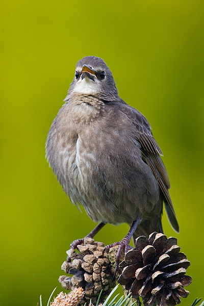 Young Starling on pine 2. May '20.