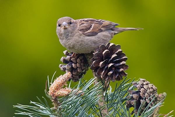 Female House Sparrow on pine 4. May '20.