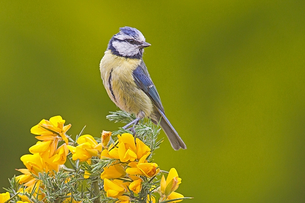 Blue tit on gorse. June '20.