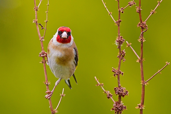 Goldfinch on dock stems 3. June '20.