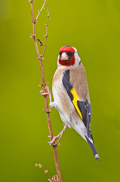 Goldfinch on dock stems 2. June '20.