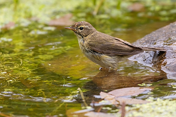 Chiffchaff at garden pond. Jun. '23.