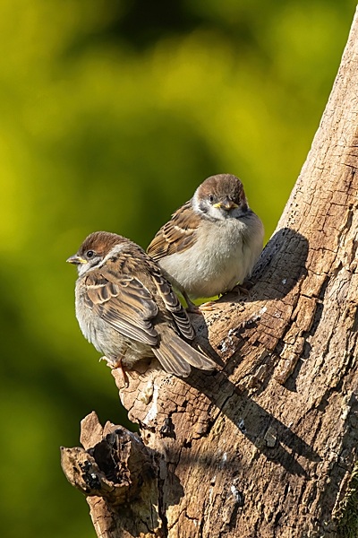 2 juvenile Tree Sparrows. Jun. '23.