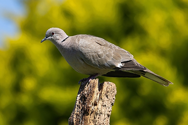 Collared dove. Jun. '23.