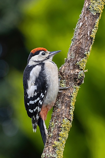 Juvenile Great Spotted Woodpecker 4. Jun. '23.