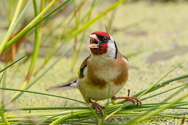 Goldfinch on garden pond weed. Jun. '23.