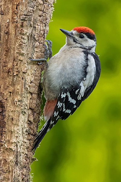 Juvenile Great Spotted Woodpecker 1. Jun. '23.