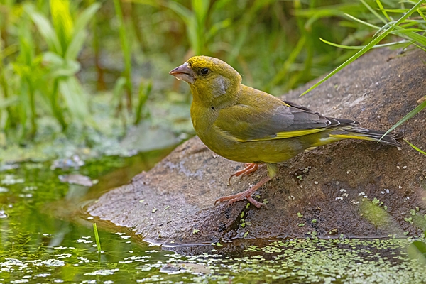 Male Greenfinch drinking at garden pond. Jun. '23.