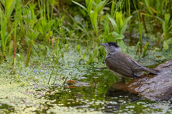 Male Blackcap bathing at garden pond. Jun. '23.