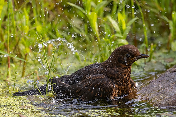 Female Blackbird bathing at garden pond. Jun. '23.