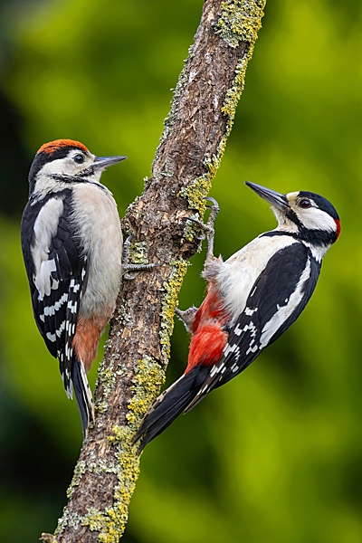 Male Great Spotted Woodpecker feeds youngster 2. Jun. '23.