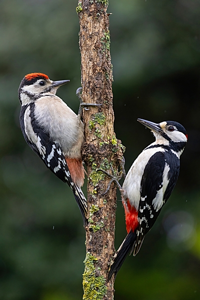 Adult male and juvenile Great Spotted Woodpeckers in the rain. Jun. '23.