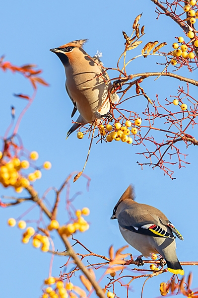 Waxwings on a rowan tree 1. Nov. '23.