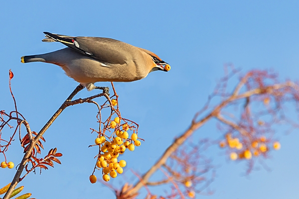 Waxwing with a rowan berry 1. Nov. '23.