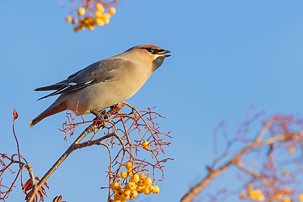 Waxwing swallowing rowan berry 1.. Nov. '23.