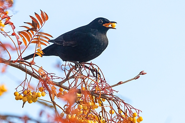 Male Blackbird with rowan berry. Nov. '23.