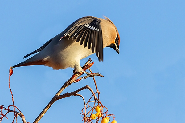 Waxwing on rowan tree 3. Nov. '23.