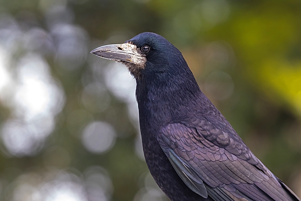 Rook portrait. Dec. '23.
