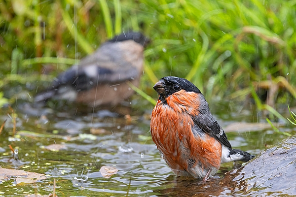 Male and female Bullfinch bathing. June. '25.
