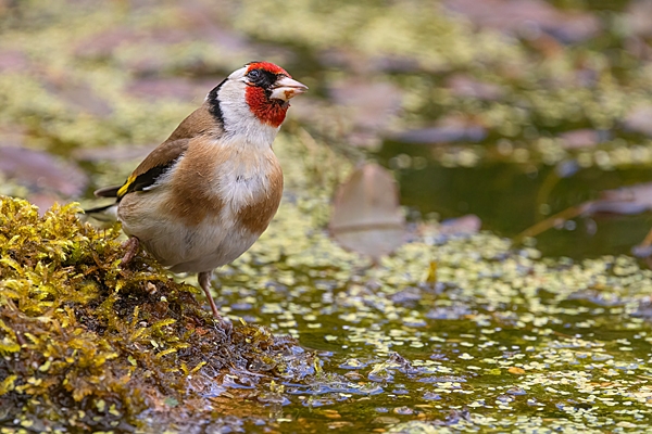 Goldfinch at garden pond. June. '25.