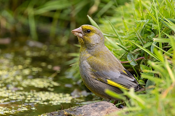 Male Greenfinch, June. '25.