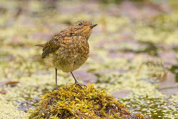 Juvenile Robin. June. '25.