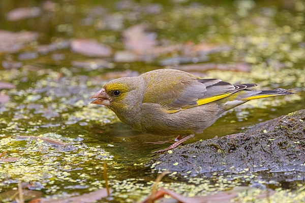 Male Greenfinch drinking. June. '25.