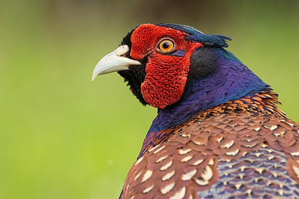 Cock Pheasant portrait 1. June. '25.