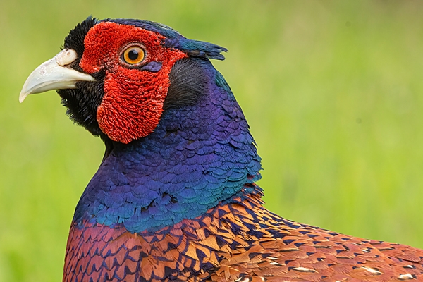 Cock Pheasant portrait 2. June. '25.