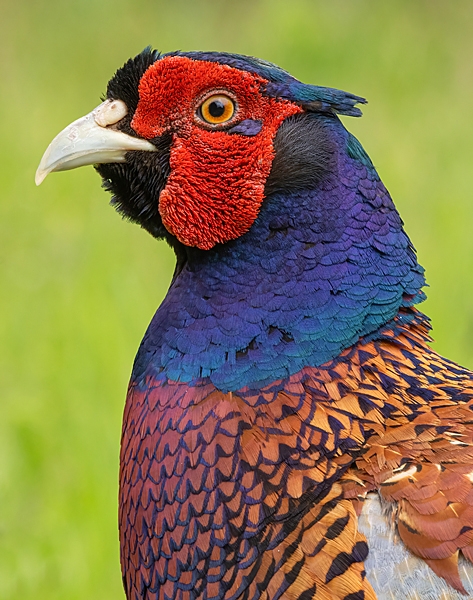 Cock Pheasant portrait v2. June.'25.