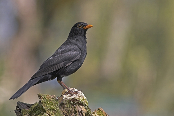 Blackbird,m on stump.