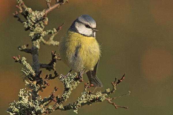 Blue Tit.