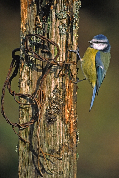 Blue Tit on barbed wire post.